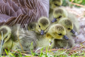 Image de Newly hatched gosling chicks still in the nest